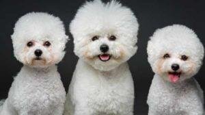 Bichón Frisé
