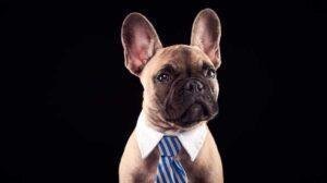 Bulldog Francés