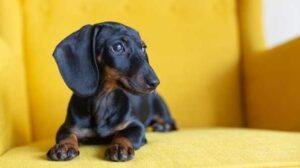 Pastor Blanco Suizo Dachshund (Perro Salchicha)