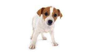 Jack Russel Terrier