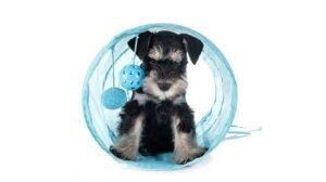Schnauzer miniatura