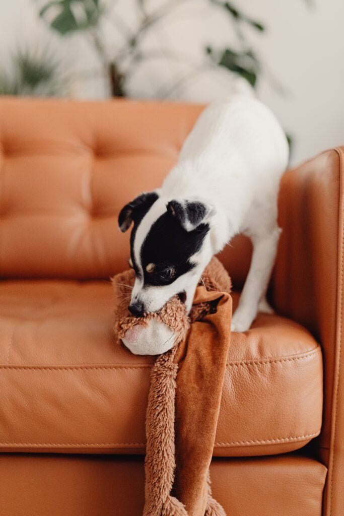 Filosofia Animal perro aburrido 1